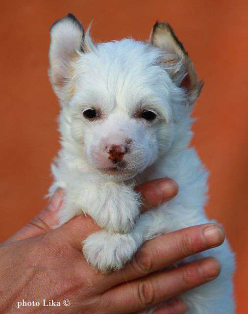 Family Mar'S Corlinka