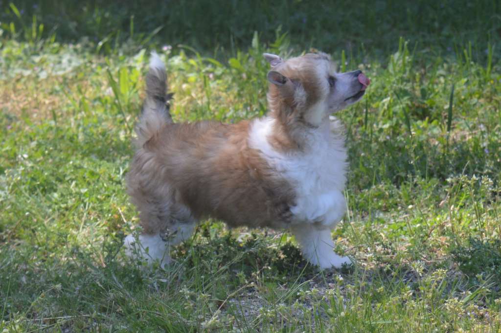 Magnus Staff Ritta Turdero