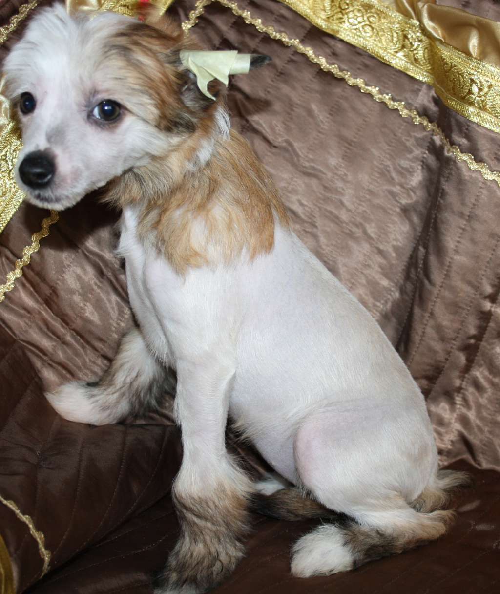 A Kind of Magic of Baltic Sea Diamonds