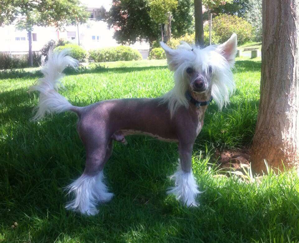 Altamira Imperial Azurit Blue Sea