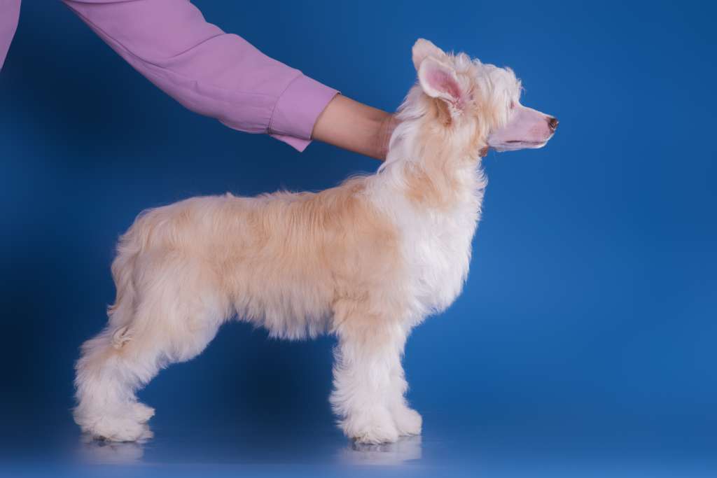 Grand Show Maroussia