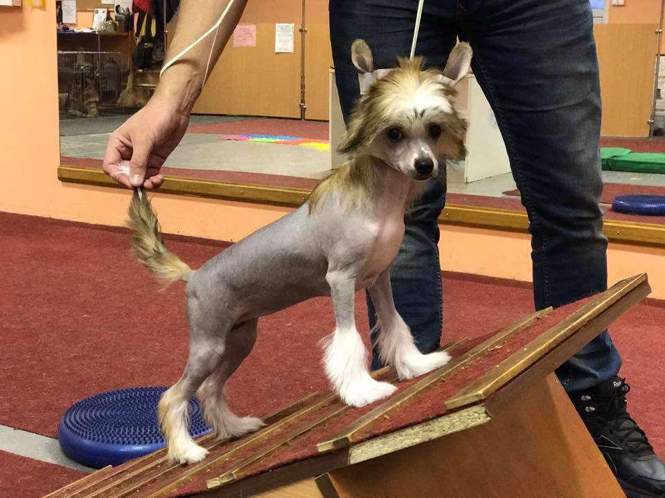 Kredo Festa Shine Bright Like A Diamond