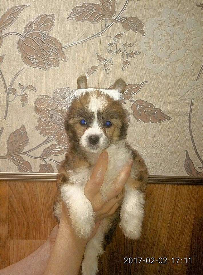 Kredo Festa Shoshana