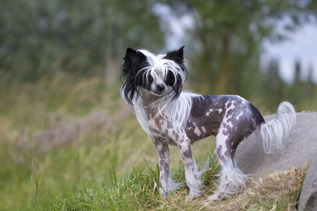 Dresscode-Zero Quynh of the Night