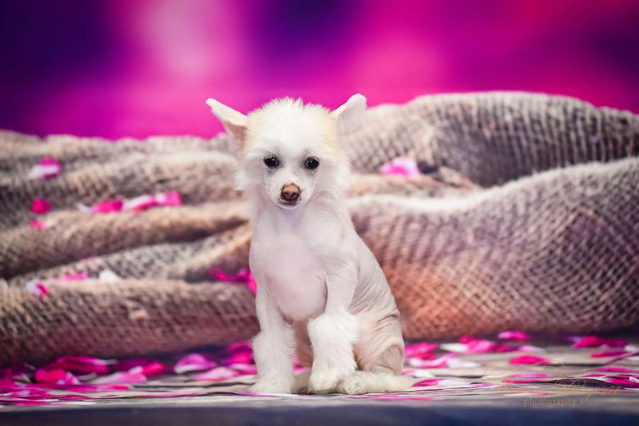 Bright Star Blanca  Kraspamir