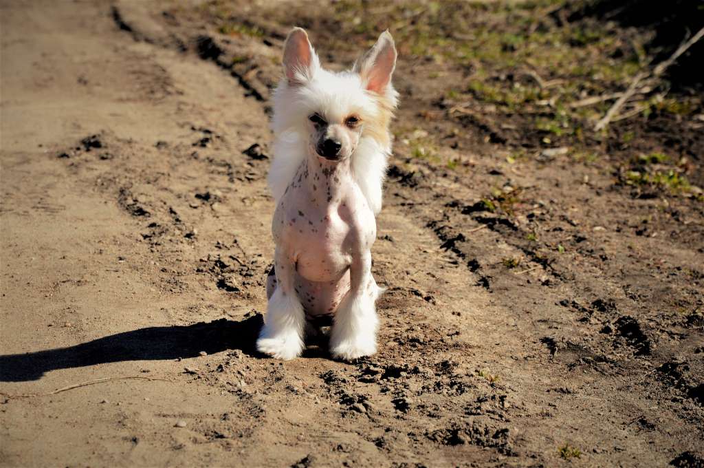 Juventa Winning Smile