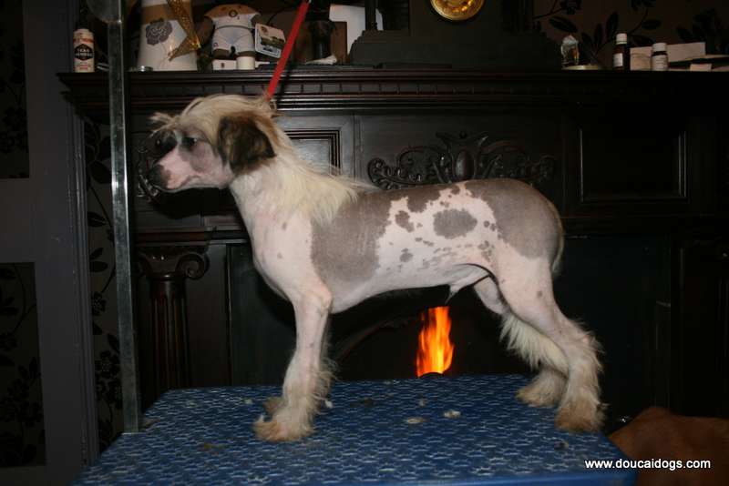 Doucai's Boo From Da Crew