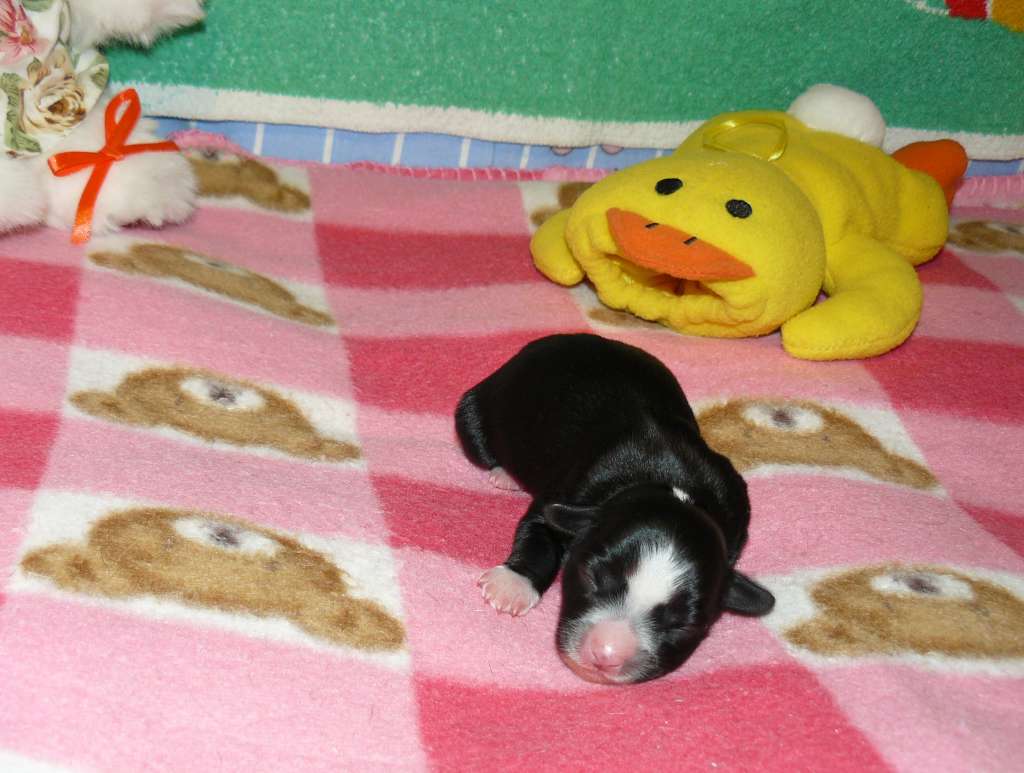 Flawia Flora Fantaluna