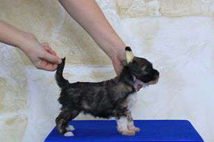 Ins Lucky Star Vintazh