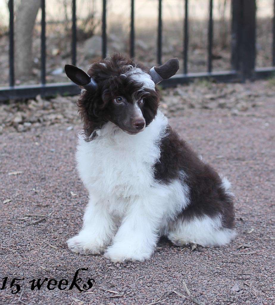 Vernisazh Mari Aramis