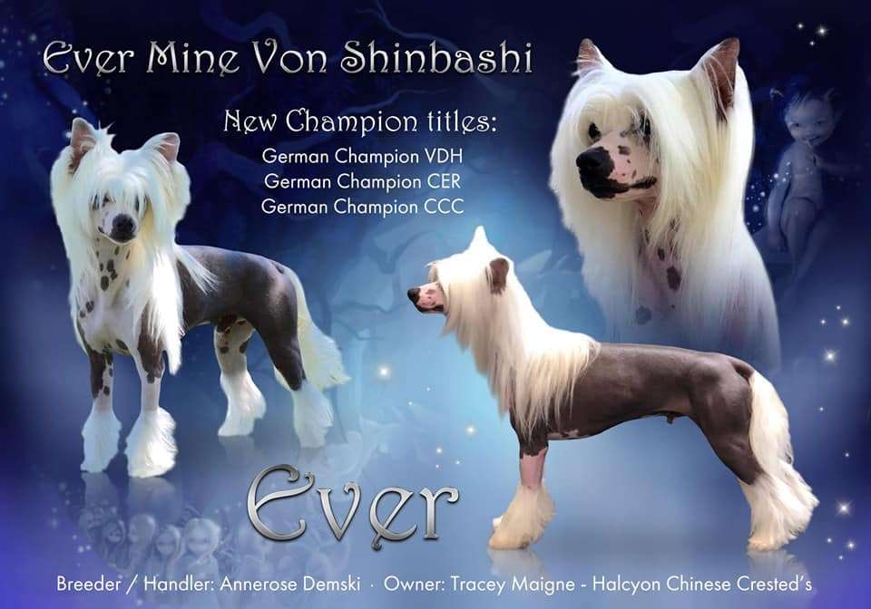 Ever Mine von Shinbashi