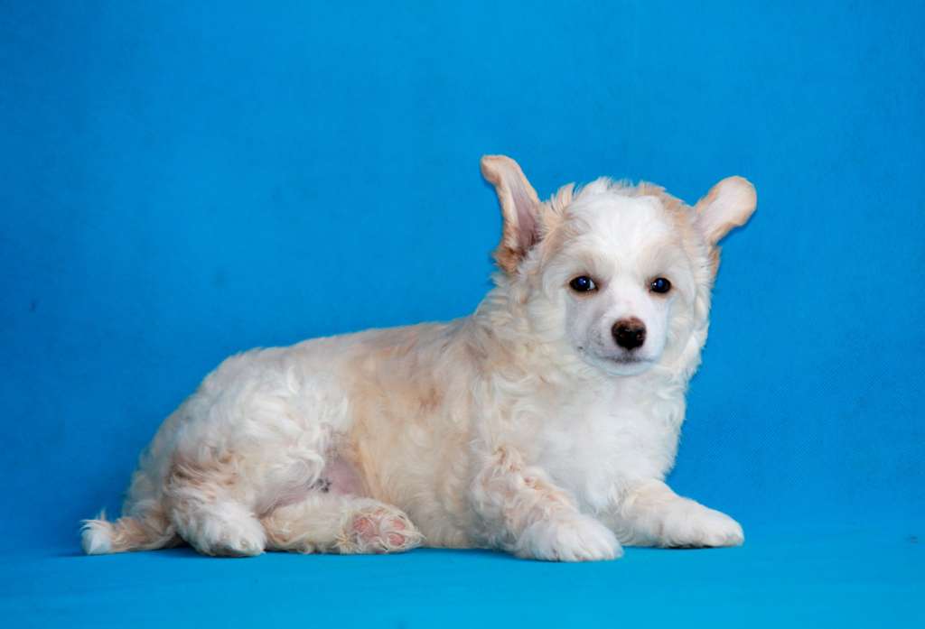 SHanson po frantsuzski dlya Liris