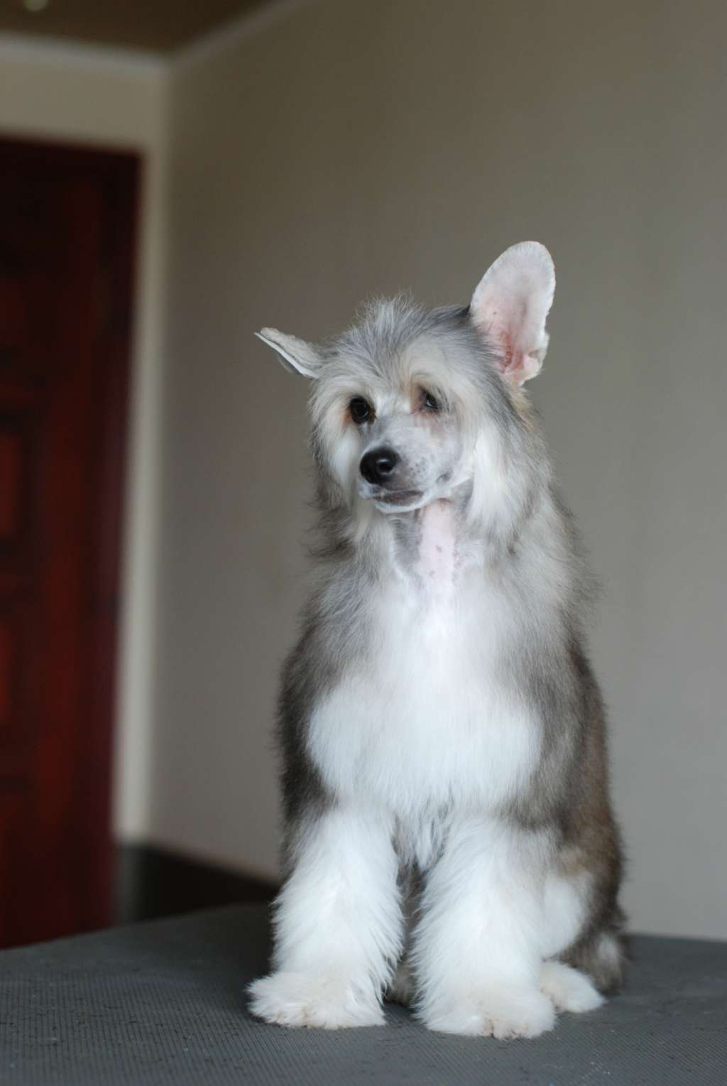 AkDeniz Step Forward