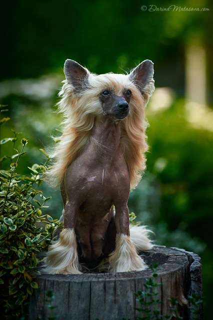 AkDeniz Solar Energy