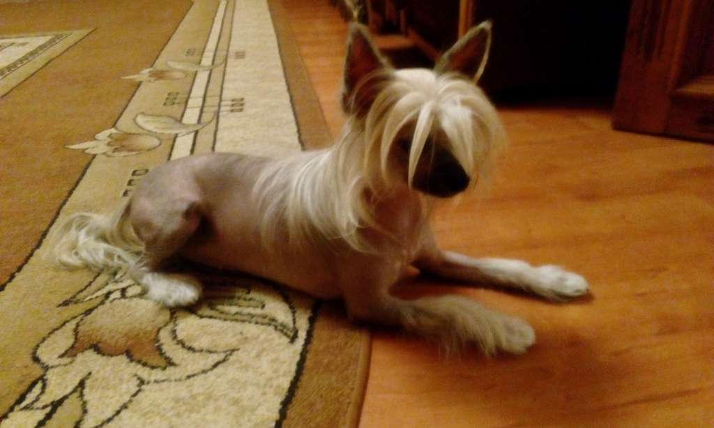 Beatriche Divine TAITAI