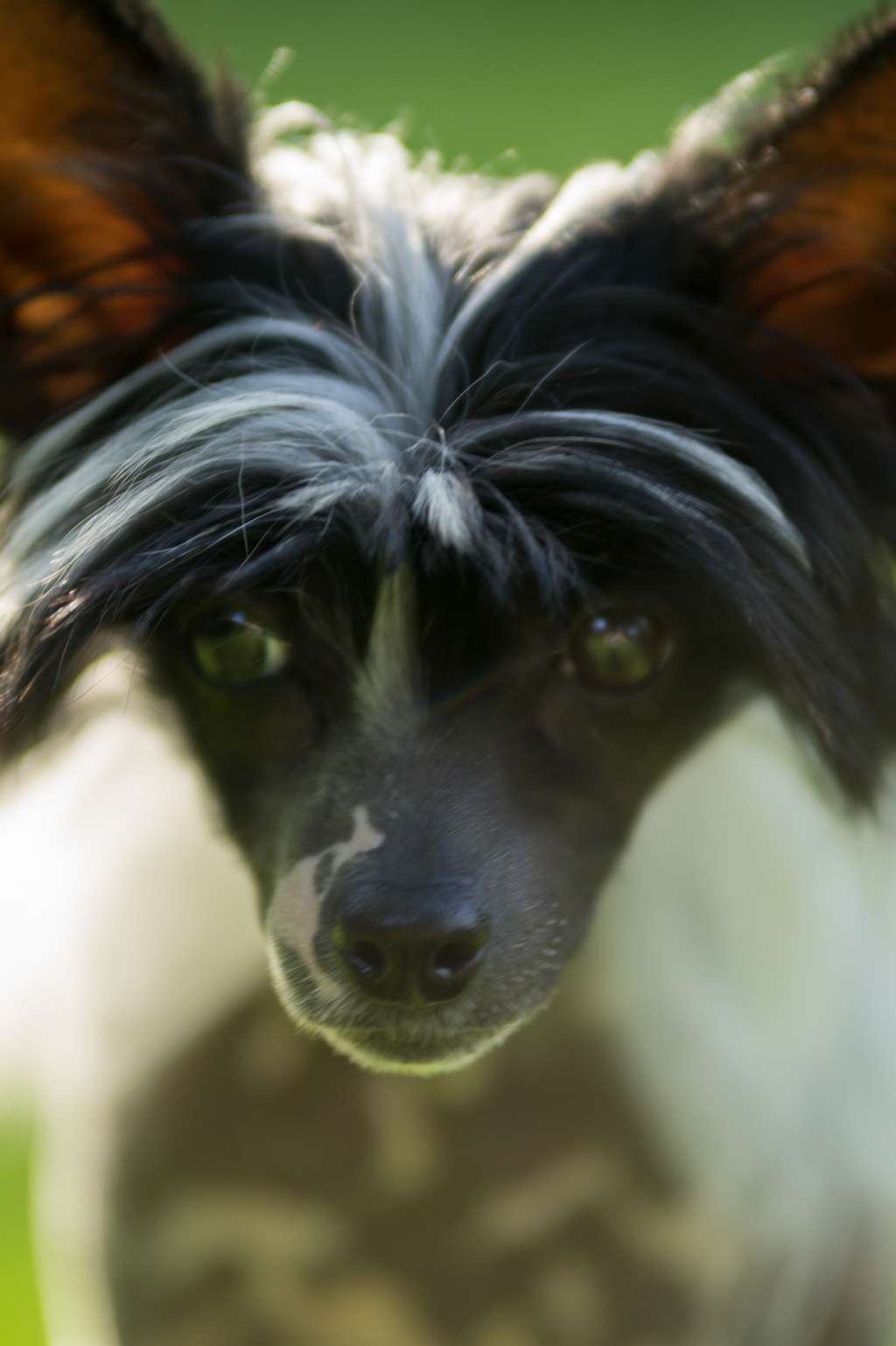 Crazy Cresteds Baringa Skurreo