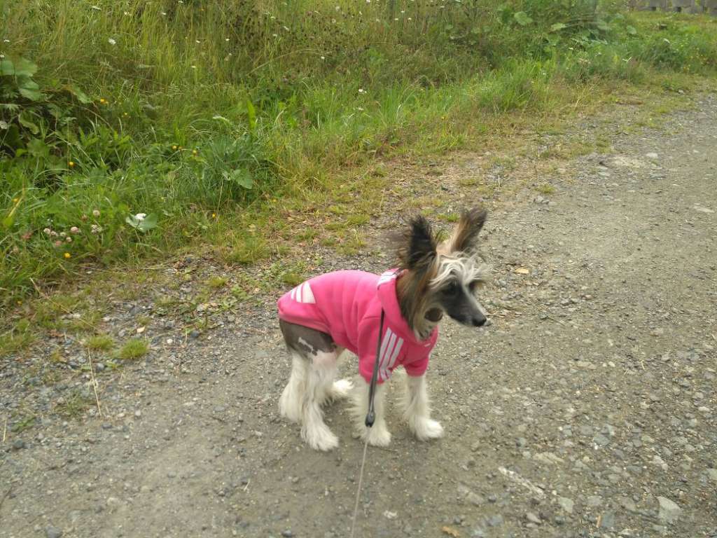 Vincent polar Prince