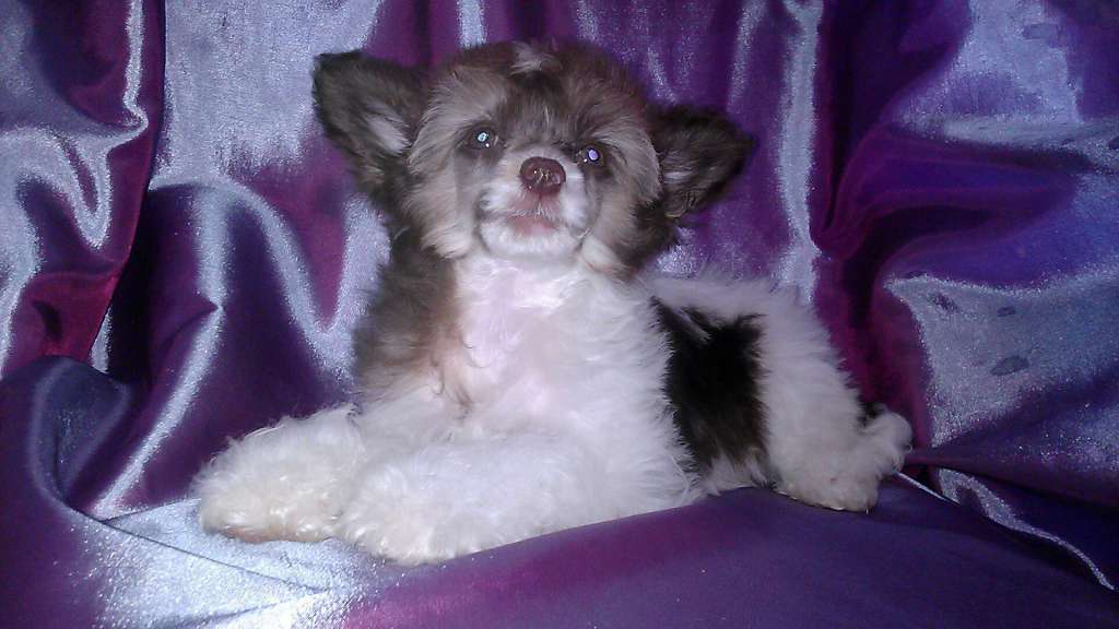 Virsavija Zvezda Vostoka