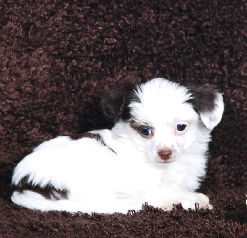 Stilniy Glamour Romantica Andje