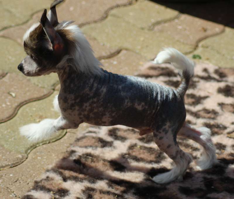 naho nova ji du pavé de varennes