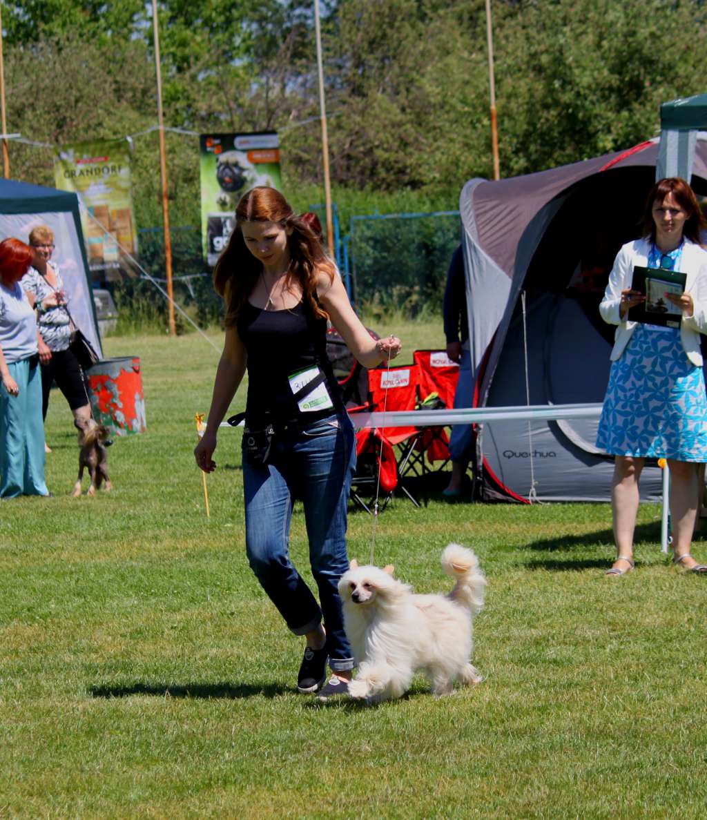 Favorite Lucky Furswood