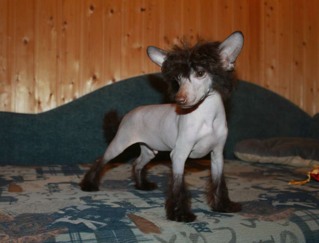 Almaz Udachi Yahont ( Yasha)