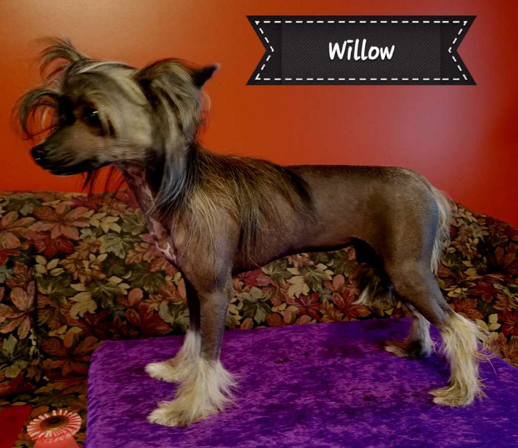 By Angel Wings I Can Fly