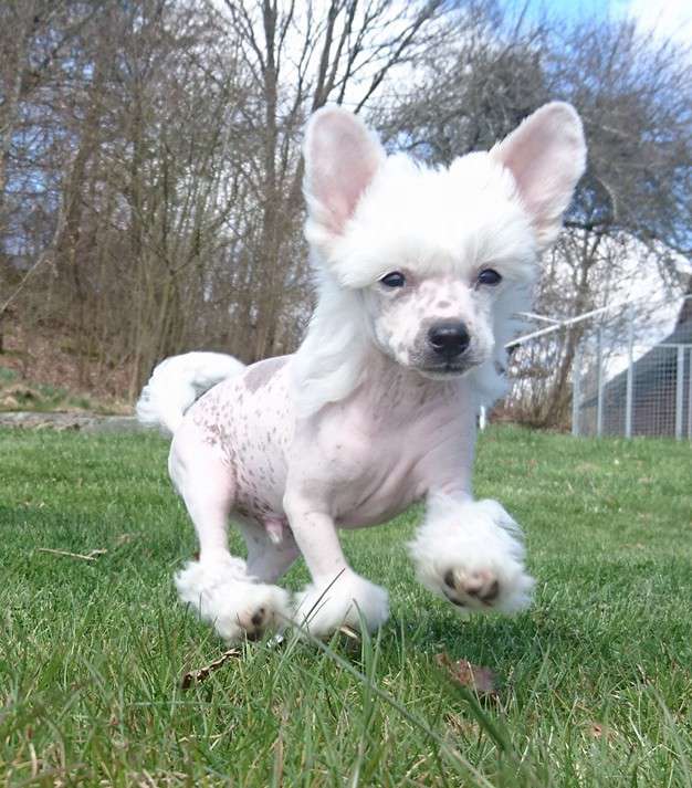 Proud Pony Never Walk Alone