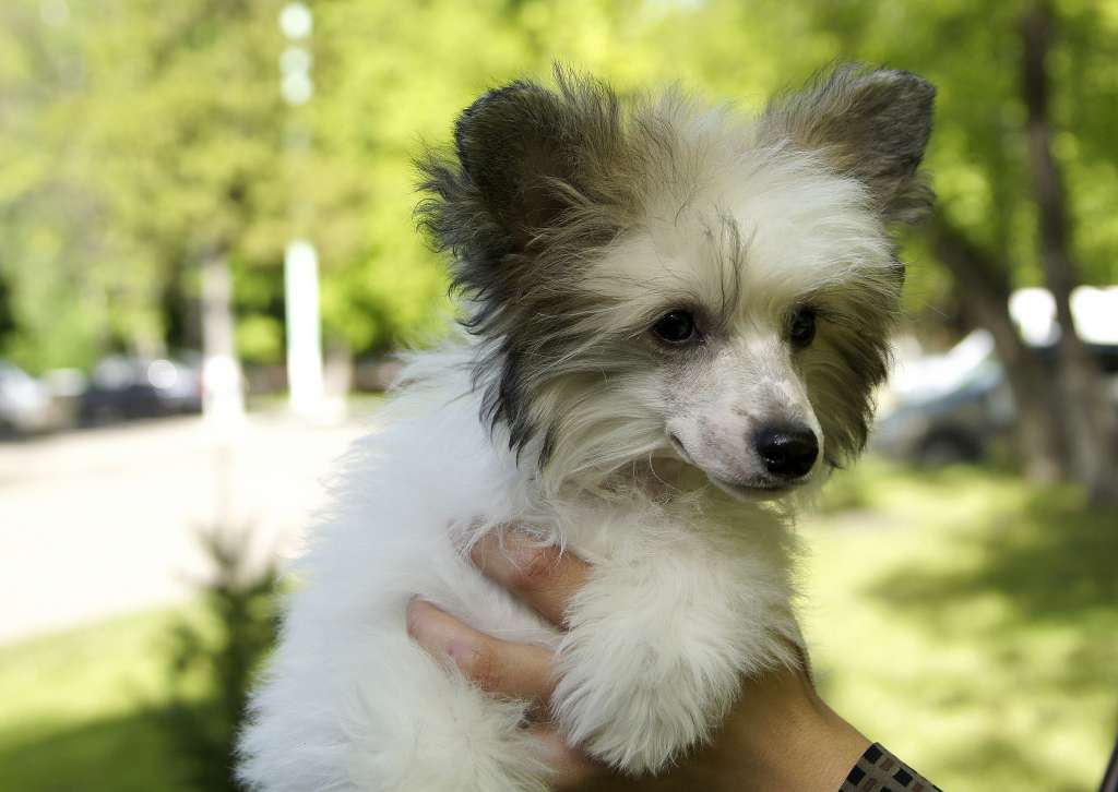 Imperatorskiy Kapriz Garmoniya Vi Ais