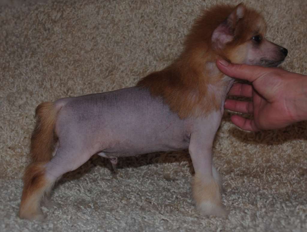 King of the Ring Dom Risorto