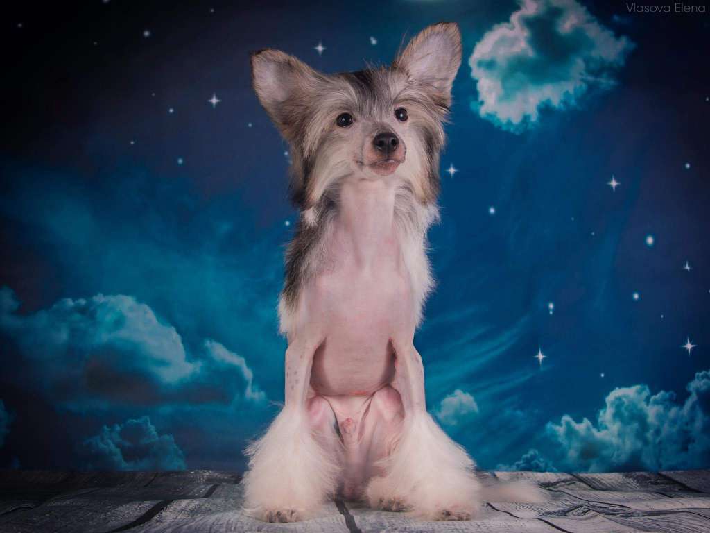 Lorita Star Kapriz Udachi