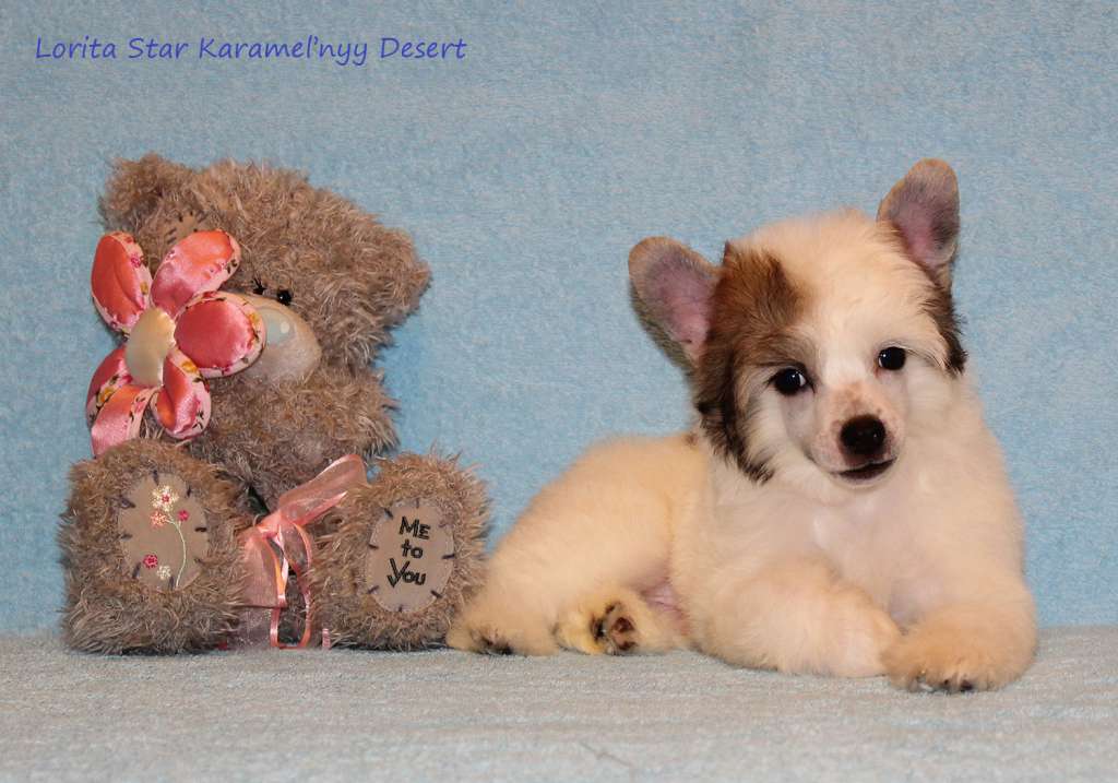 Lorita Star Karamel'nyy Desert