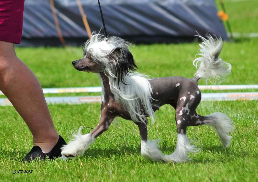 Lorita Star Klyatva Vernosti