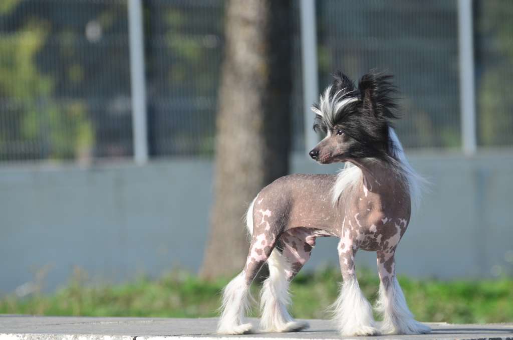 Imperatorskiy Kapriz Vostorg Dushi