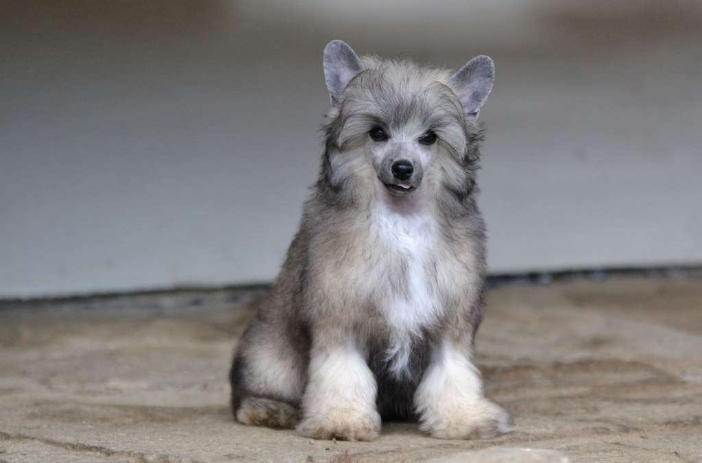 Magic Touch Akwen Jemalle