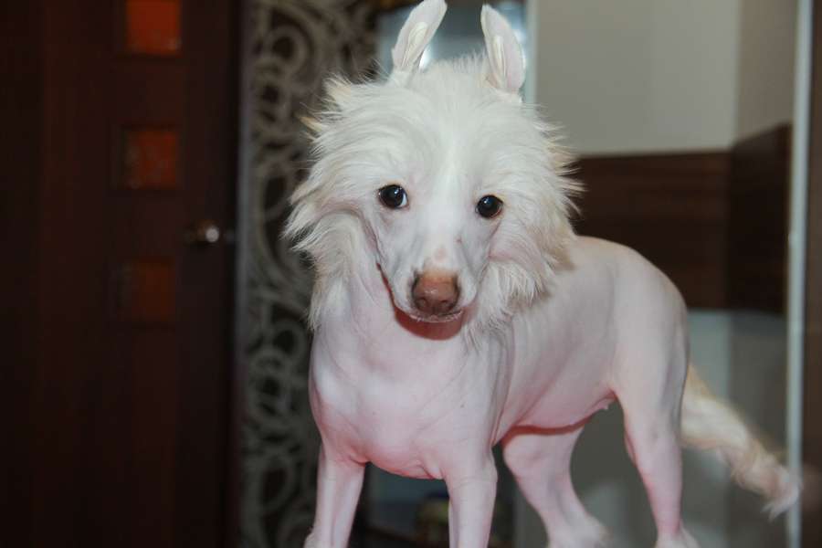 Grand Show Miss Perfect