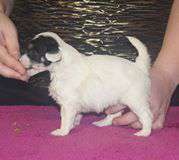 Sun Dan Sleeping Beauty