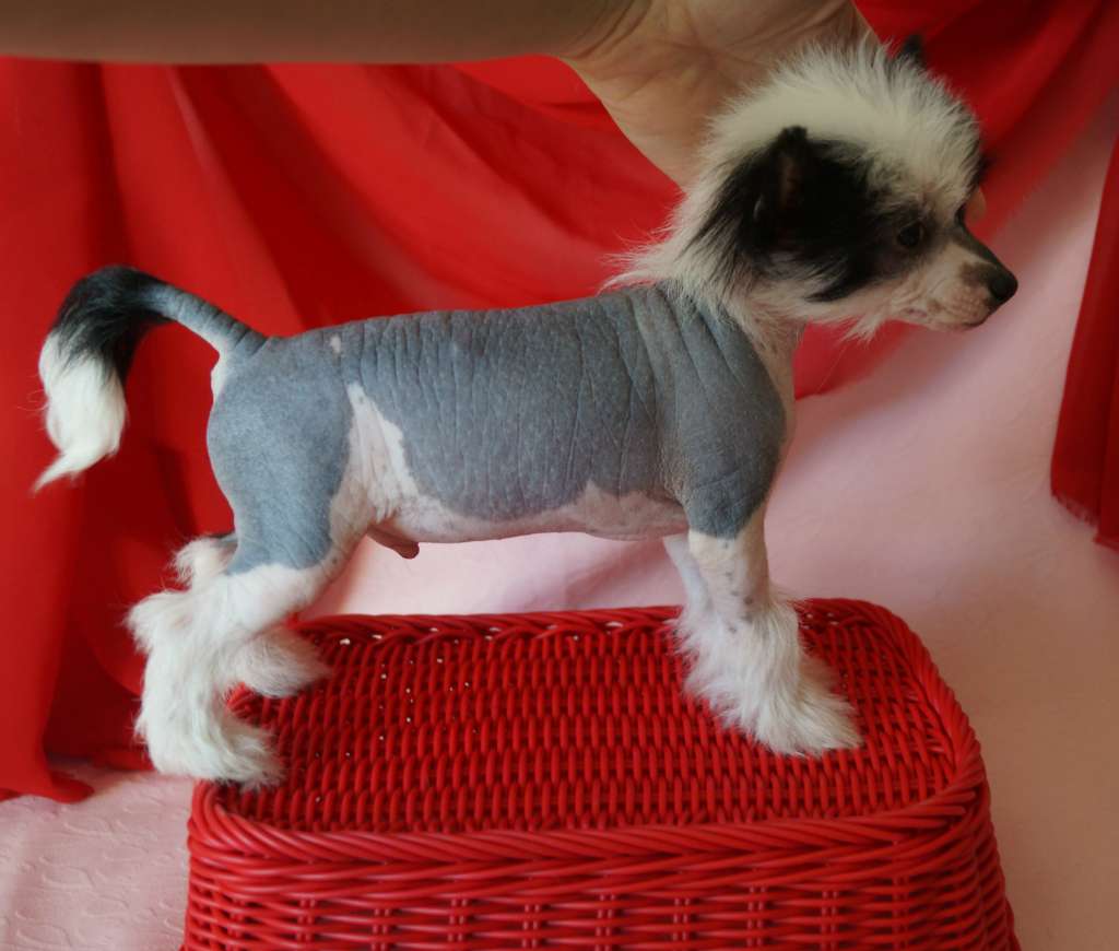 Imperatorskiy Kapriz Vivat Lait Star