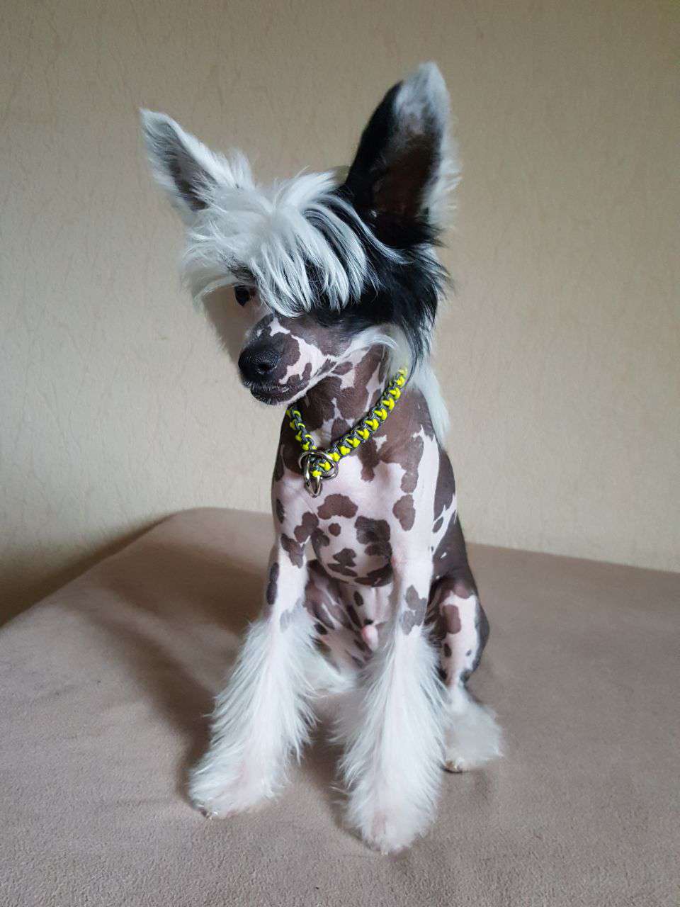 Crazy Cresteds Cadillac Jaleo