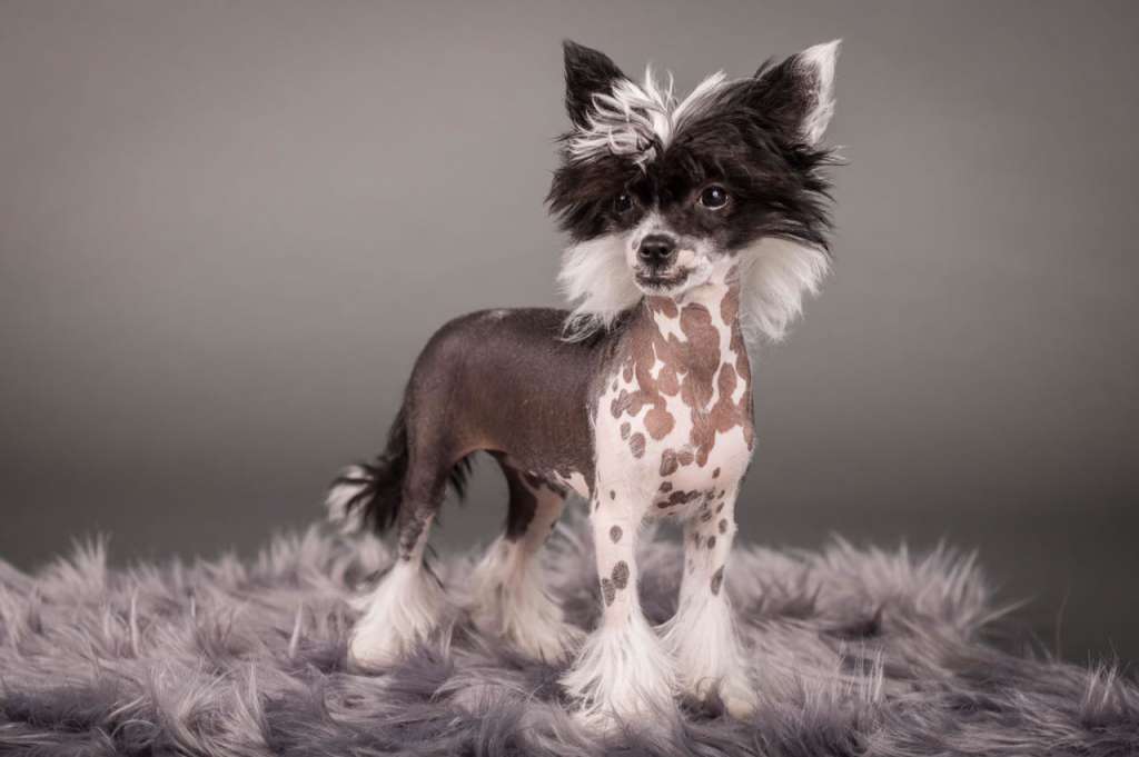 Crazy Cresteds Caramba Jaleo