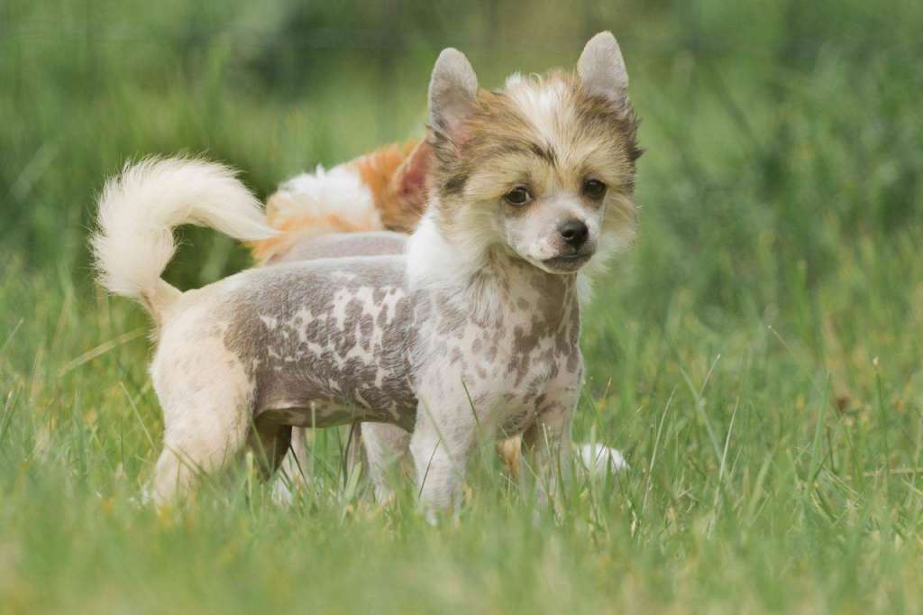 Crazy Cresteds Caitana Jaleo