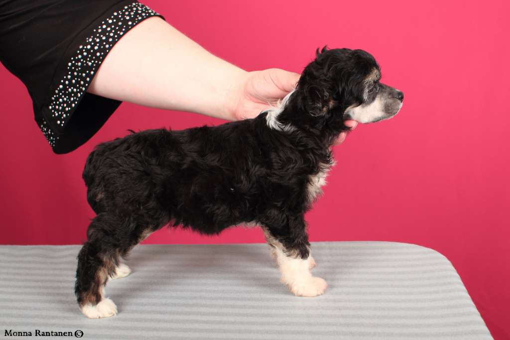 Sun Dan Dreaming Love