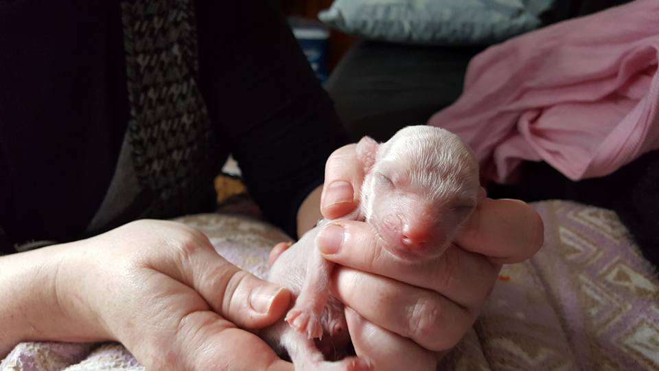 Tournais Bold N' Beautiful