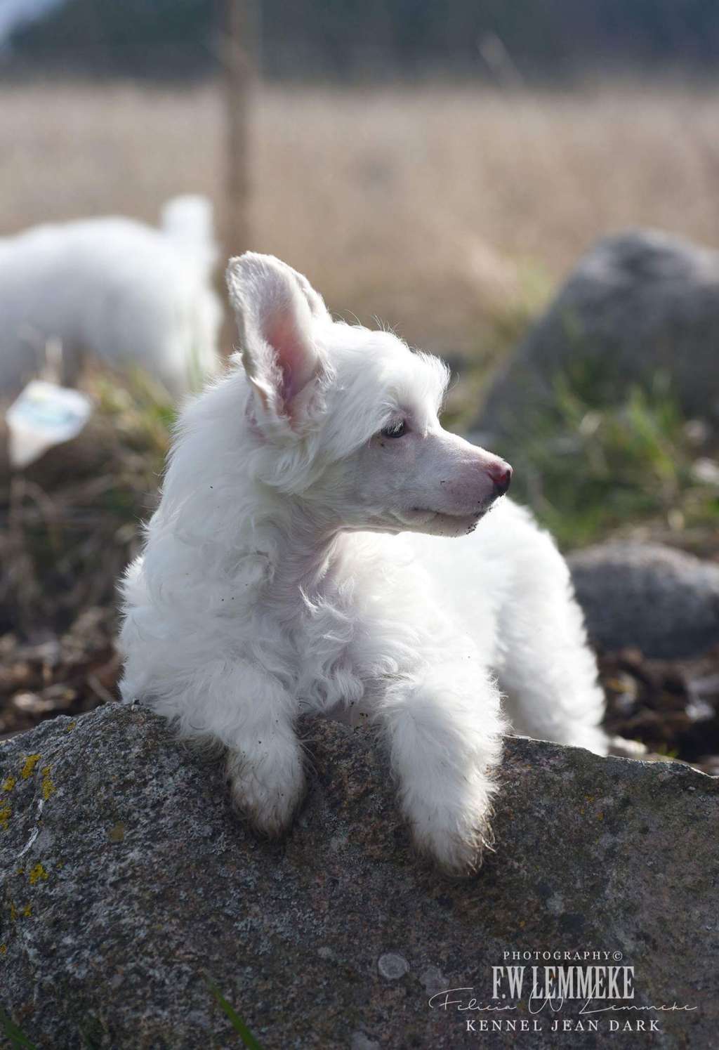 Jean Dark Never Ever