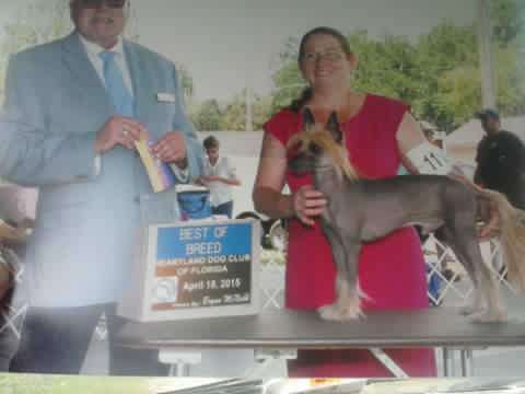 Brigadunes Levi The Lion By Dee Kay