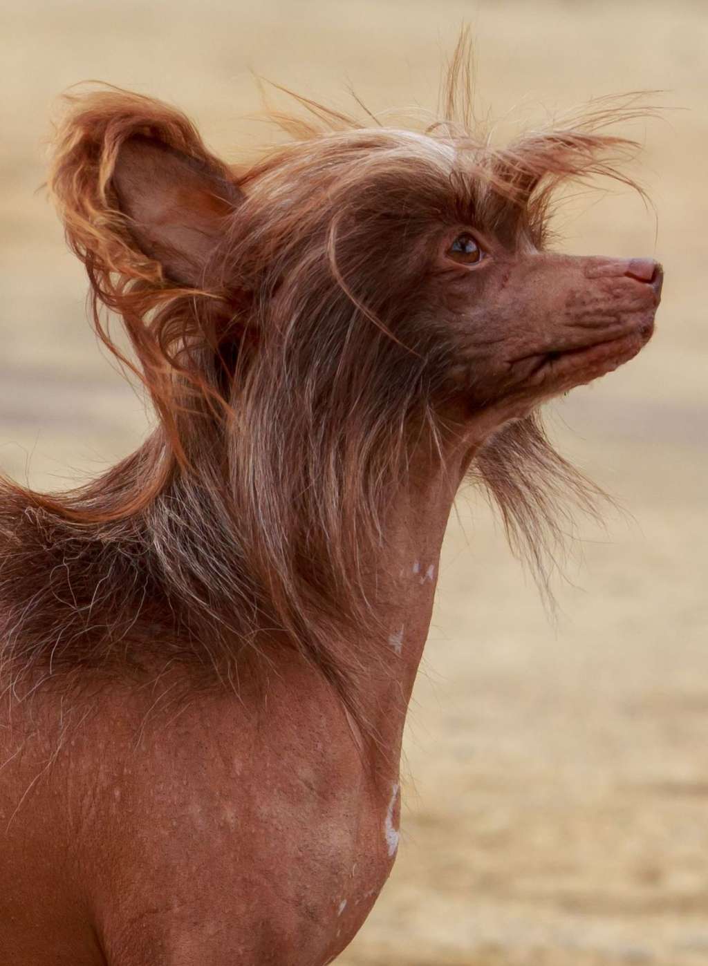 Leelu Lluvia de Estrellas iz Clana Timurlana