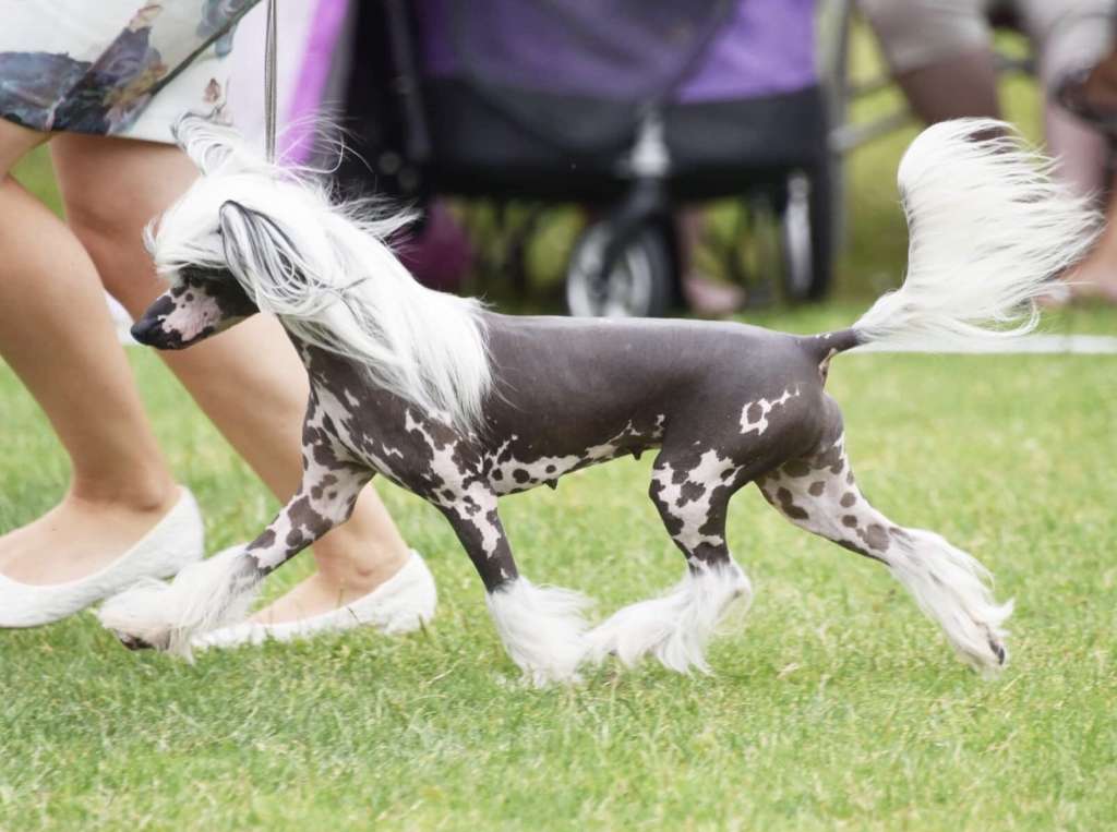 Jean Dark Night's Lullaby