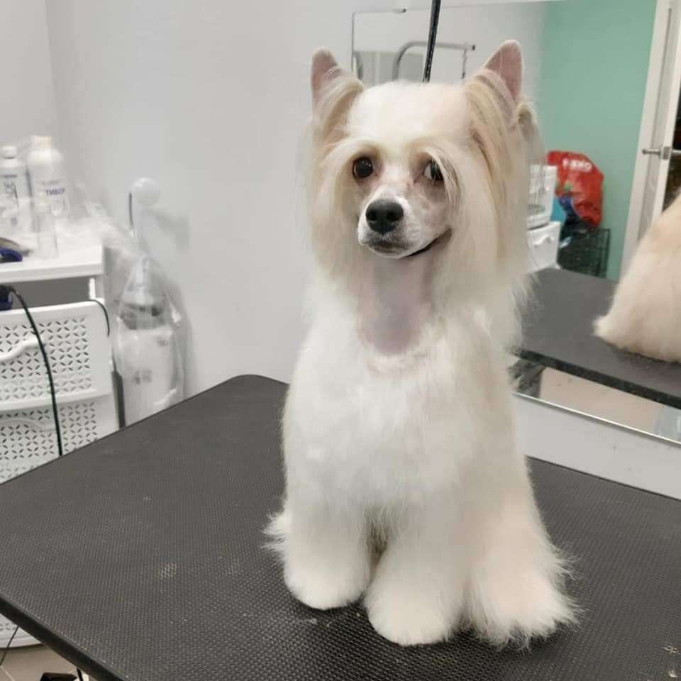 Star Dynasty Bullet Ride