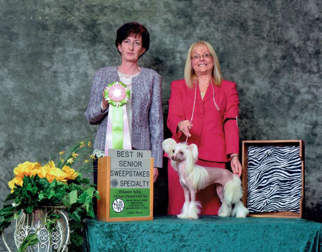 Little Dog Of Dream Niuhiti