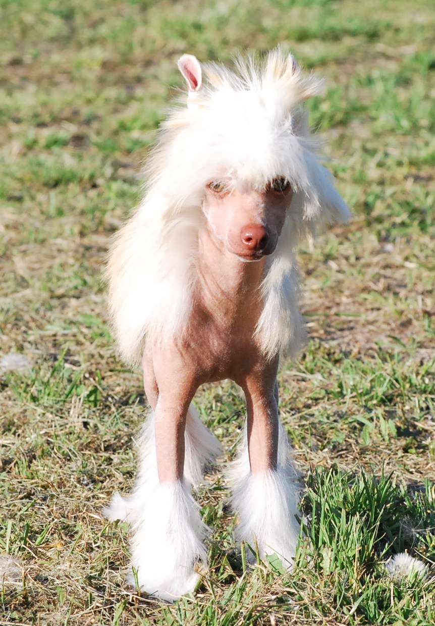 Little Dog Of Dream Naheiti